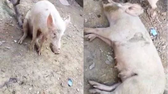 मथुरा: लंपी के बाद अब अफ्रीकन स्वाइन फीवर का कहर, 50 सुअरों की मौत