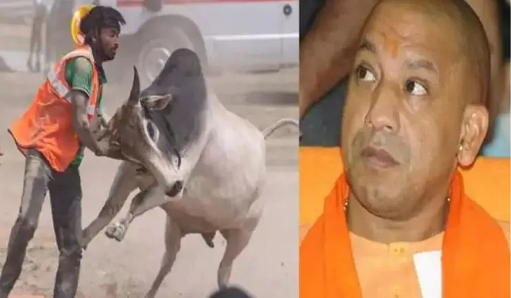 सांड-नीलगाय के हमले से जान गंवाने वालों के परिजनों को मिलेंगे चार लाख रुपए, योगी सरकार का ऐलान