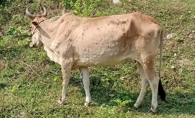 पीलीभीत: सीमांत गांव में लंपी वायरस का कहर, दहशत में आए पशुपालक