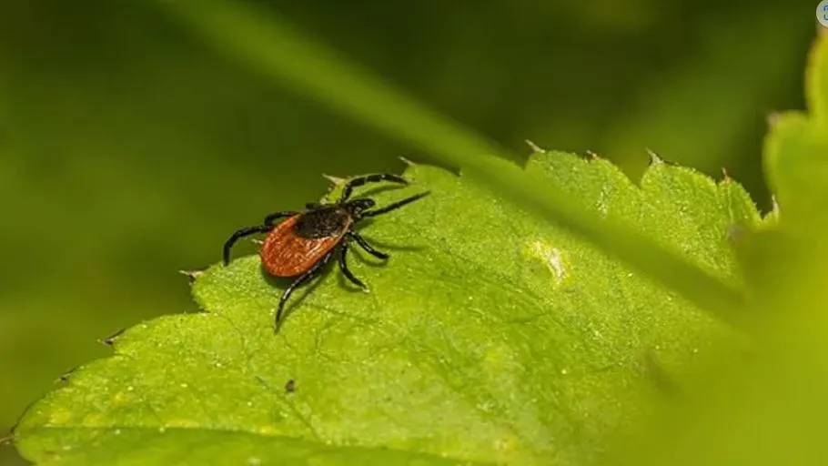 आठ साल तक बिना कुछ खाए-पीए जिंदा रह सकता है ये छोटा सा जीव