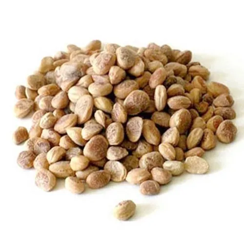 हल्द्वानी: पहाड़ और किसानों को समृद्ध बनाएगी ‘चिरौंजी’