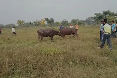बरेली: बिना परमिशन कराया भैंसों का दंगल, पुलिस को भनक तक नहीं लगी