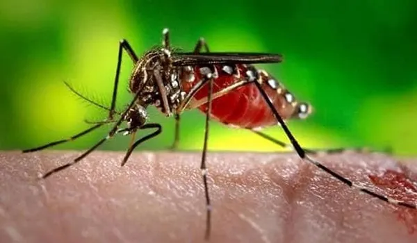 मुरादाबाद : नहीं चेते तो बढ़ेगी डेंगू- मलेरिया के मरीजों की संख्या
