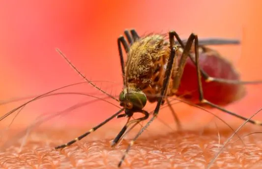 बरेली: डेंगू का डंक जारी, कागजों में की जा रही फॉगिंग