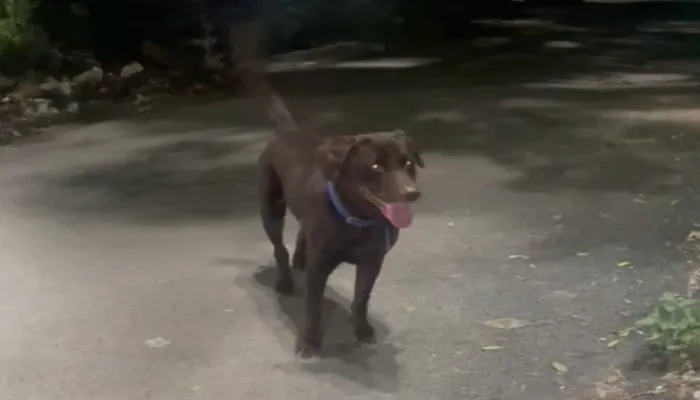 कानपुर: जुर्माने से बचने को सड़क पर छोड़ रहे खूंखार कुत्ते, खंभे से बांधकर चले जा रहे मालिक, 19 मामले आए सामने