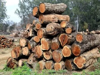 बाजपुर: खैर की लकड़ी से भरा वाहन पकड़ा, चालक गिरफ्तार