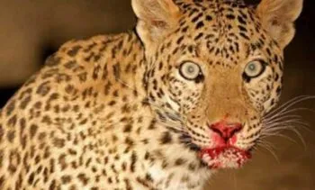 नानकमत्ता: 10 वर्ष की बालिका को गुलदार ने बनाया निवाला