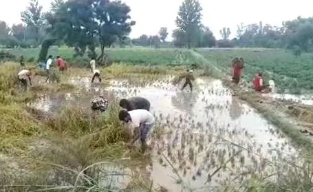 बरेली: प्रभावित हुए 1.66 लाख किसान, मुआवजा सिर्फ 20983 को ही मिलेगा