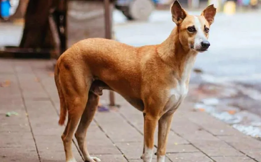 बरेली: राजेन्द्र नगर में कुत्ते ने 12 लोगों को काटा, इलाके में दहशत