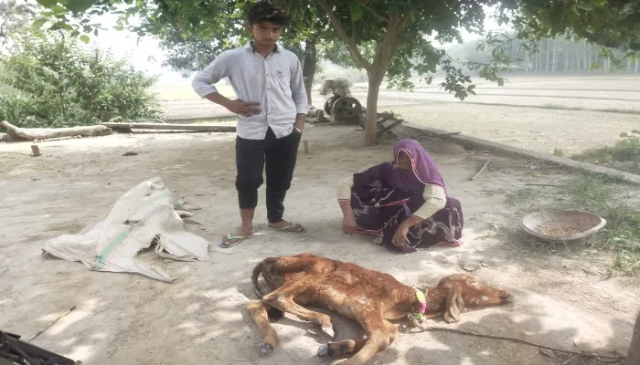 इटावा: जैनपुर चौबिया में तेजी से फैल रहा लंपी वायरस, उपचार न मिलने से हालात खराब