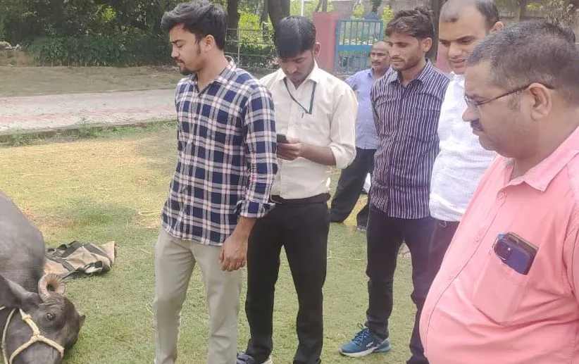 बरेली: भैंस ने जन्मा आठ पैरों वाला पड्डा, वैज्ञानिकों ने काटकर निकाला