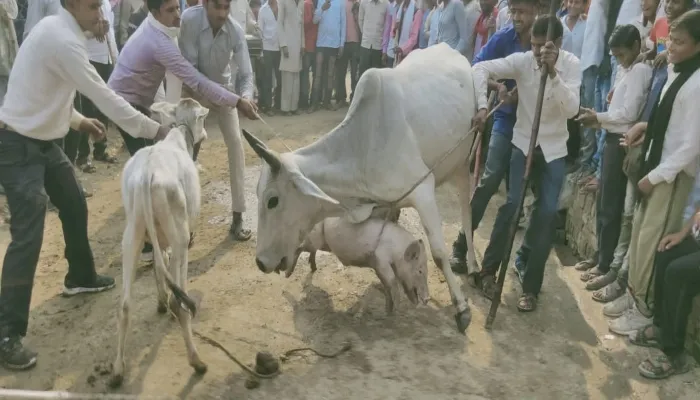 हमीरपुर: परेवा के दिन गाय और सूअर को लड़ाने की निभाई गई परंपरा