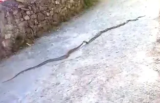 भवाली: देखिए यह वीडियो… कैसे कोबरा ने बनाया रैट स्नैक को अपना निवाला