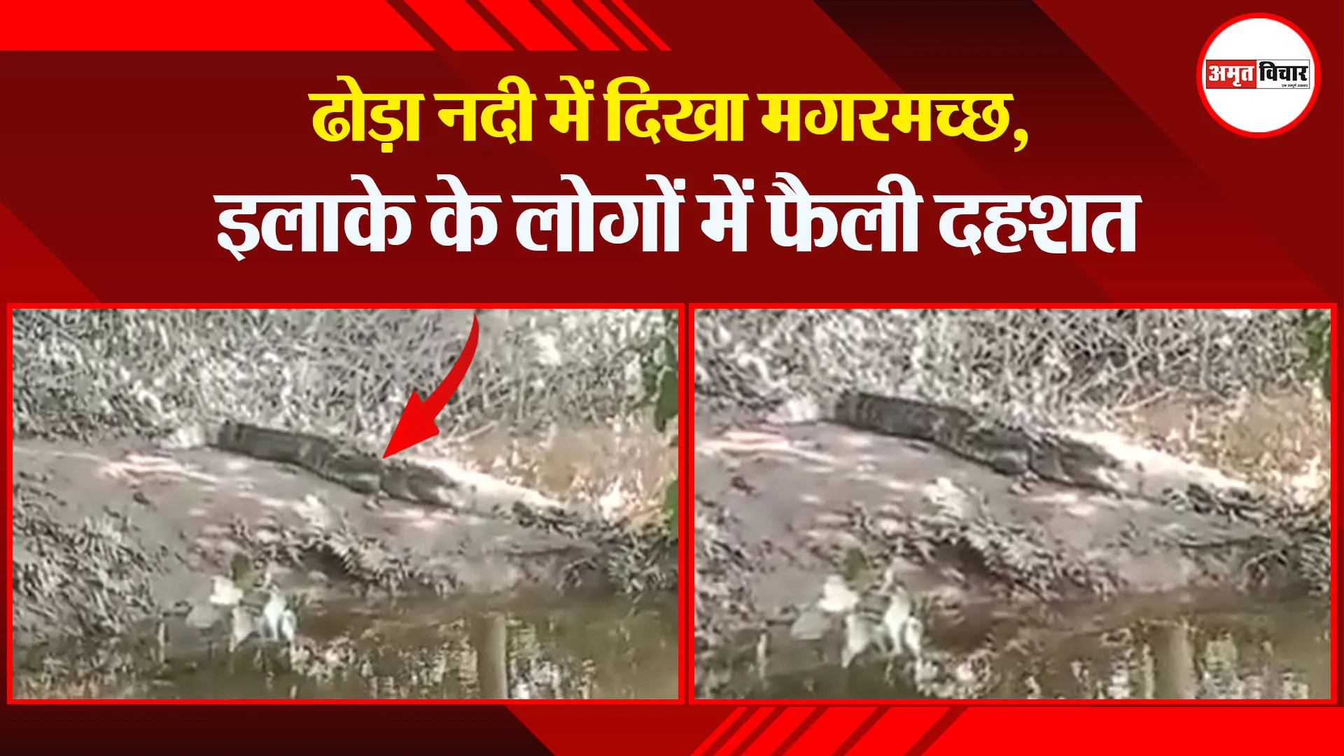 बरेली: ढोड़ा नदी में दिखा मगरमच्छ, इलाके के लोगों में फैली दहशत