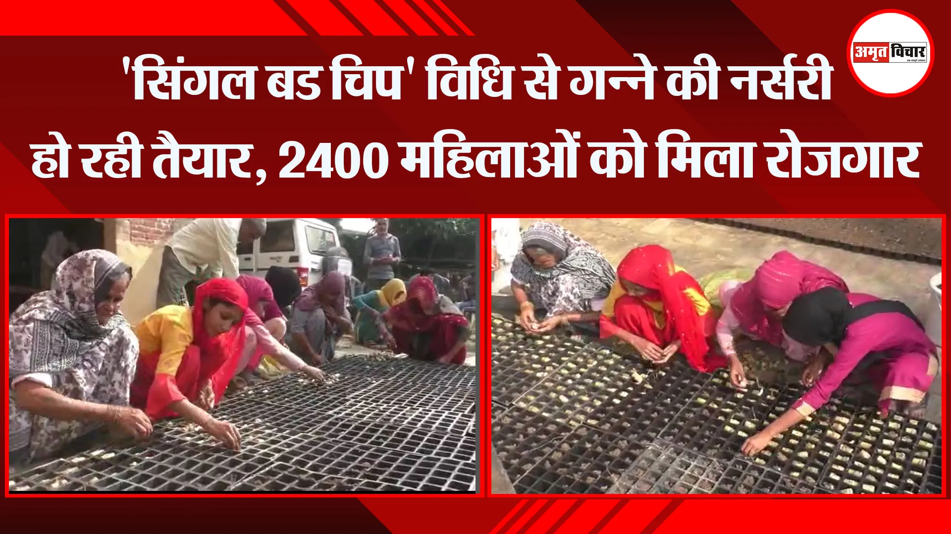 मुरादाबाद: ‘सिंगल बड चिप’ विधि से गन्ने की नर्सरी हो रही तैयार, 2400 महिलाओं को मिला रोजगार