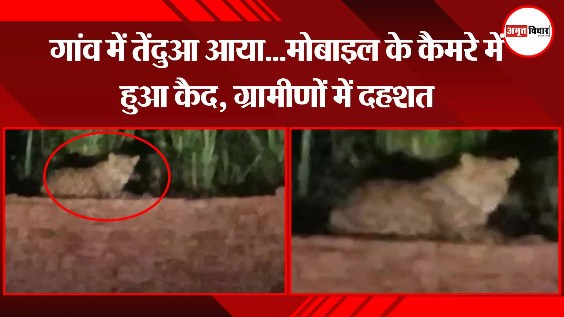 बरेली: गांव में तेंदुआ आया…मोबाइल के कैमरे में हुआ कैद, ग्रामीणों में दहशत