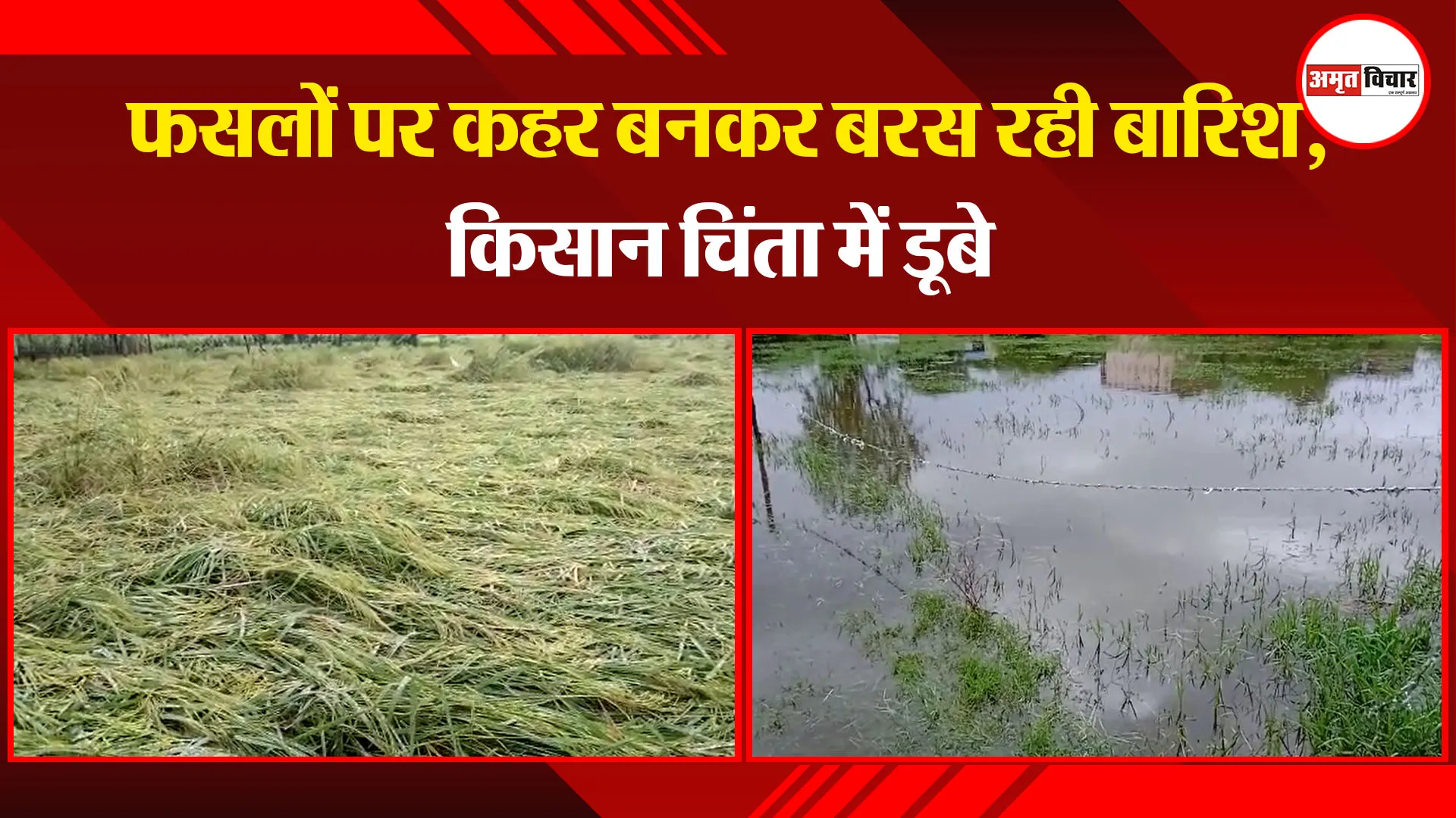बरेली: फसलों पर कहर बनकर बरस रही बारिश, किसान चिंता में डूबे