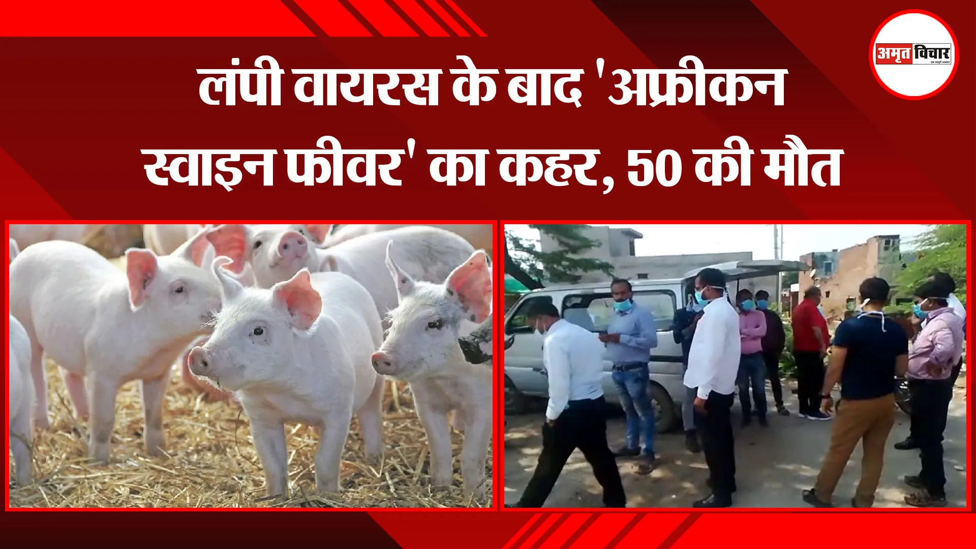 मथुरा: लंपी वायरस के बाद ‘अफ्रीकन स्वाइन फीवर’ का कहर, 50 की मौत