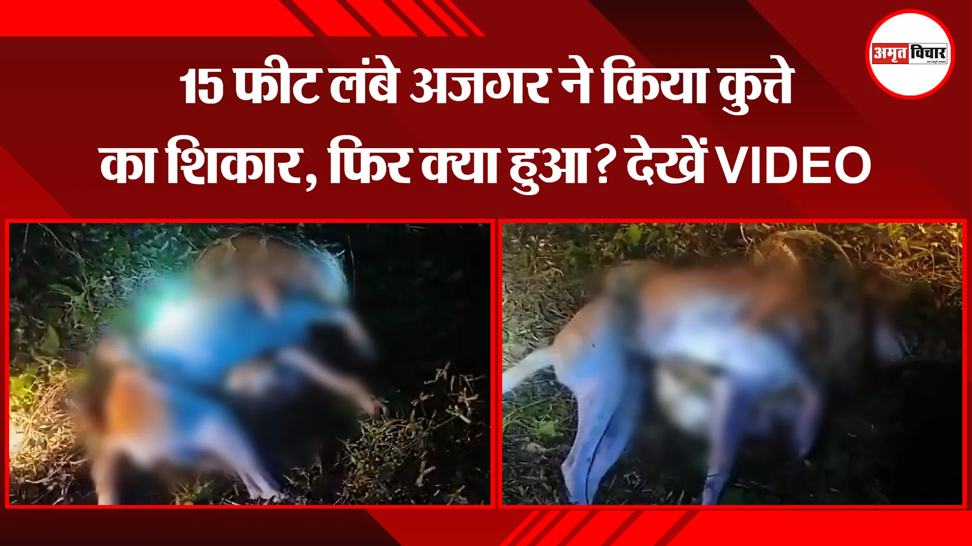 कानपुर: 15 फीट लंबे अजगर ने किया कुत्ते का शिकार, फिर क्या हुआ? देखें VIDEO