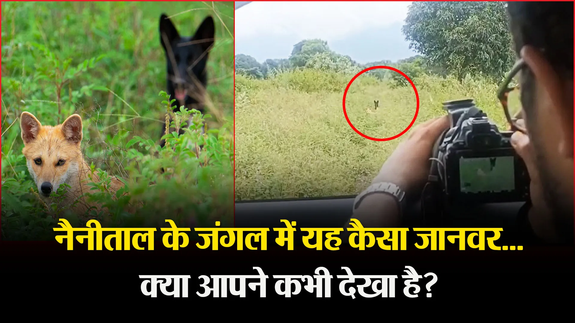 हल्द्वानी: नैनीताल के जंगल में यह कैसा जानवर…क्या आपने कभी देखा है?