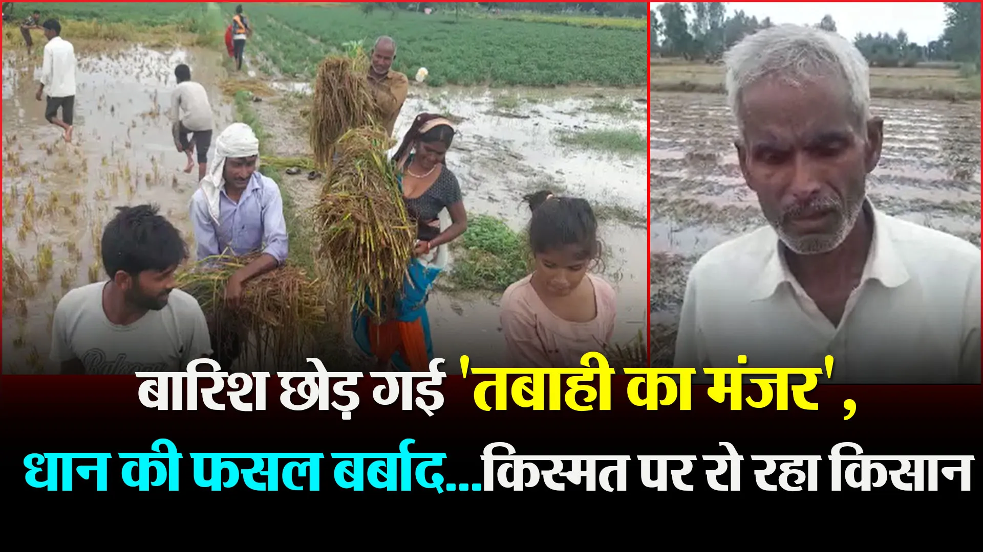 बरेली: बारिश छोड़ गई ‘तबाही का मंजर’, धान की फसल बर्बाद…किस्मत पर रो रहा किसान