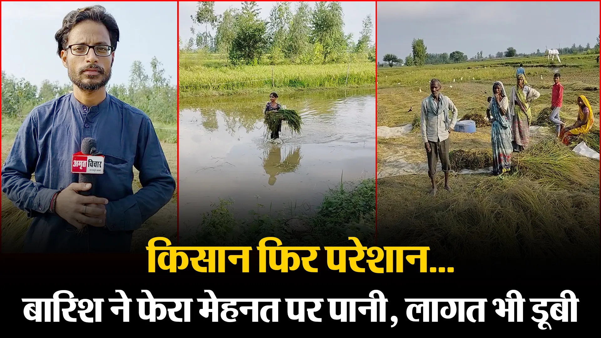 बरेली: किसान फिर परेशान…बारिश ने फेरा मेहनत पर पानी, लागत भी डूबी