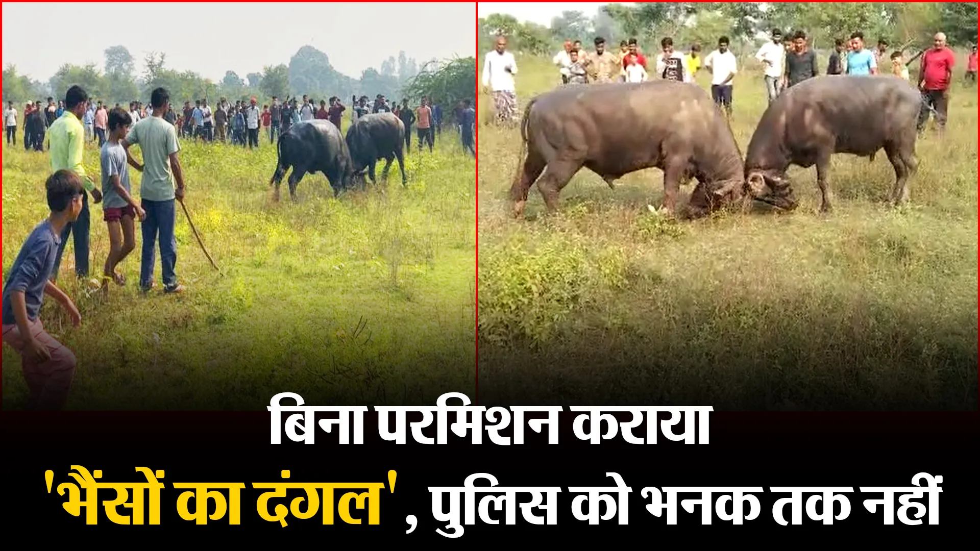 बरेली: बिना परमिशन कराया ‘भैंसों का दंगल’, पुलिस को भनक तक नहीं