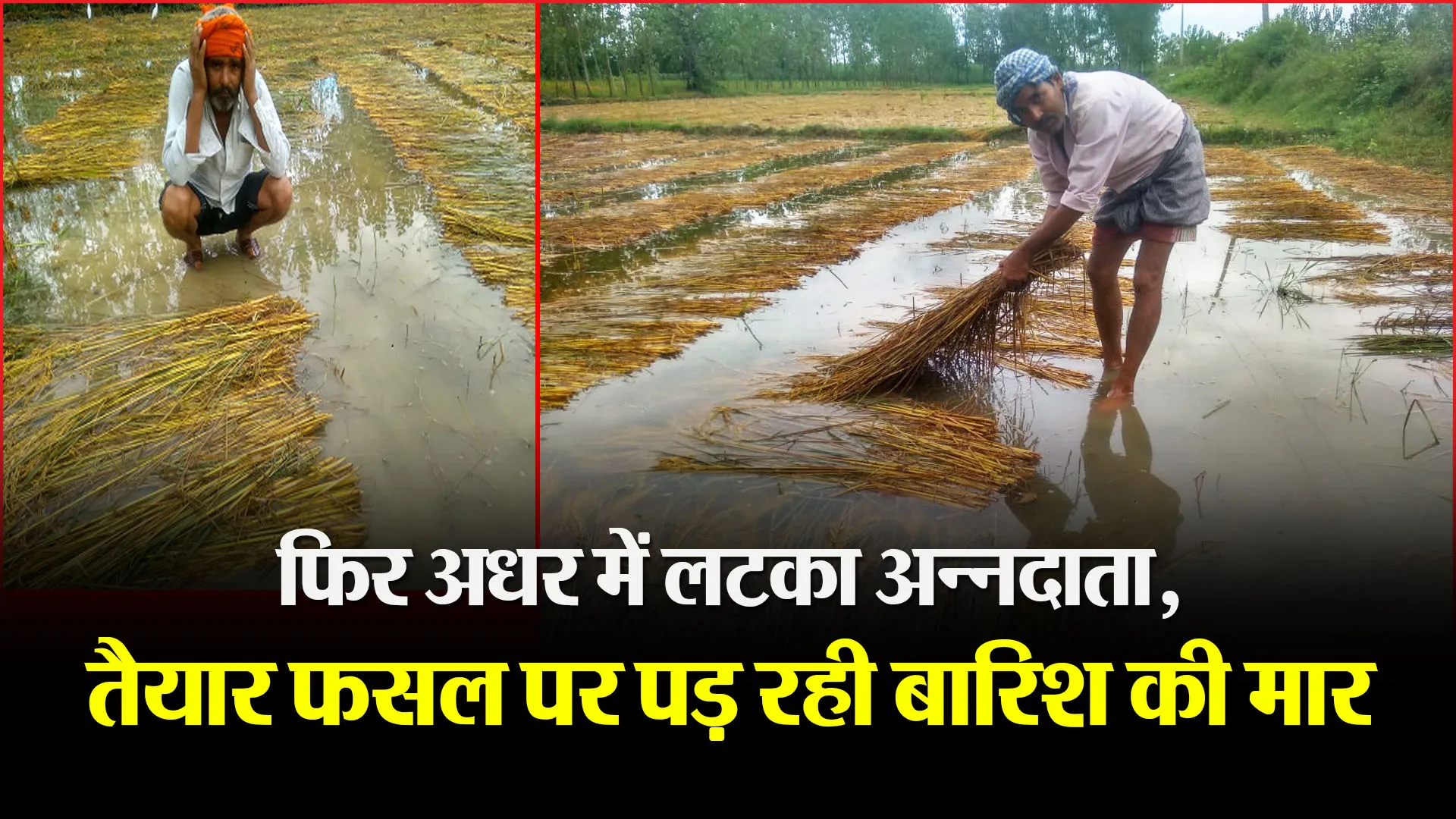 बरेली: फिर अधर में लटका अन्नदाता, तैयार फसल पर पड़ रही बारिश की मार