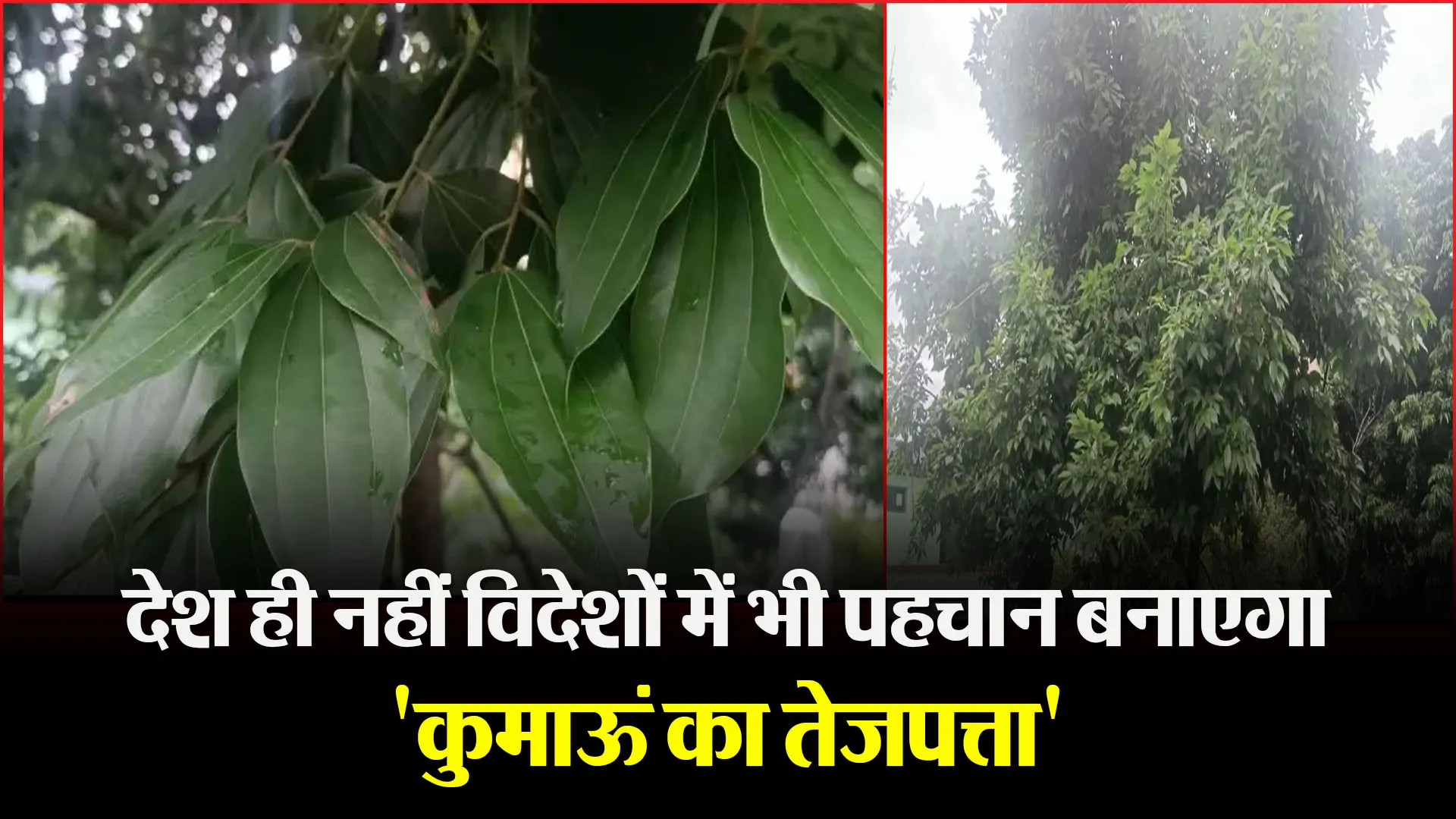 नैनीताल: देश ही नहीं विदेशों में भी पहचान बनाएगा ‘कुमाऊं का तेजपत्ता’