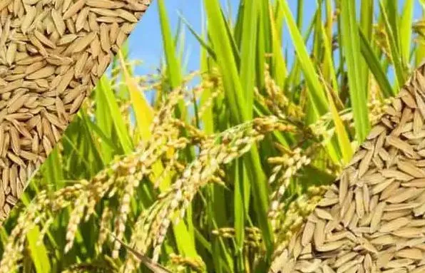 औरेया: धान खरीद आज से शुरू, तैयारियों में जुटे अधिकारी और कर्मचारी