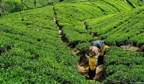 श्रीलंका के चाय बागानों में तेंदुए का खौफ, पशुओं को बना रहा निवाला