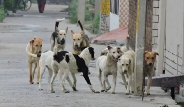 अमरोहा : जंगली कुत्तों के झुंड ने नोच-नोच कर गाय को मार डाला