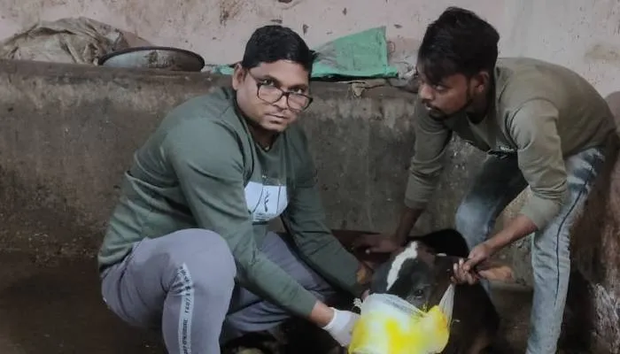 कानपुर: अराजक तत्वों ने गाय के मुंह में बम लगाकर फोड़ा, पुलिस कूड़े की करा रही फोरेंसिक जांच