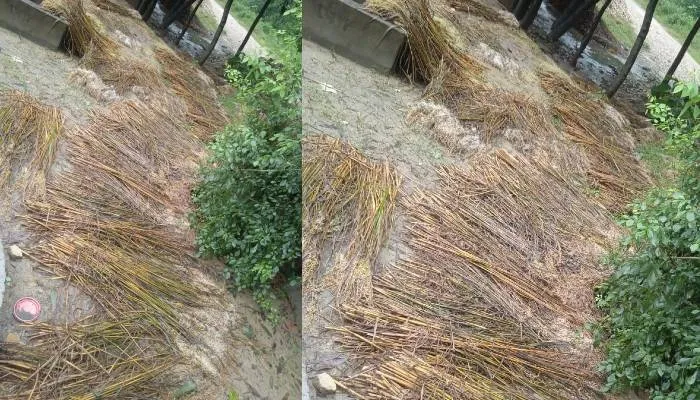 अयोध्या: बेजुबानों के सामने पेट भरने की चुनौती, दुग्ध उत्पादन घटा