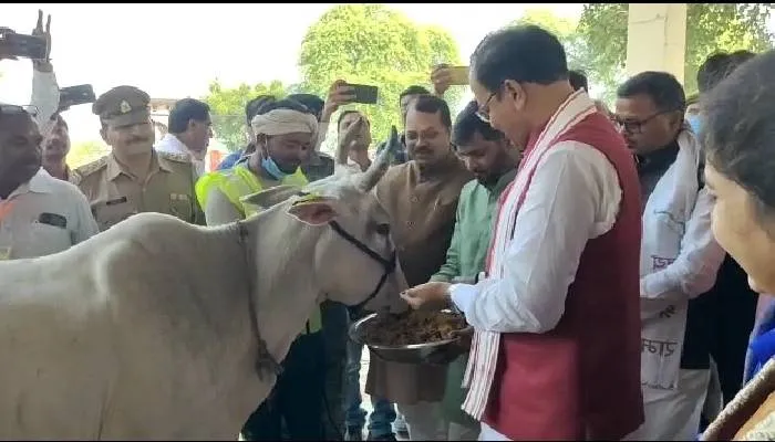 हमीरपुर: डिप्टी सीएम केशव मौर्य ने गौशाला में गायों को खिलाया गुड़ और चना
