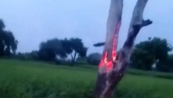 रायबरेली: पेड़ पर गिरी आकाशीय बिजली, इंटरनेट पर वायरल हो रही तस्वीर