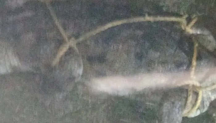 बहराइच: स्कूल के सामने पहुंचा मगरमच्छ, मचा हड़कंप …वन कर्मियों ने पकड़ा