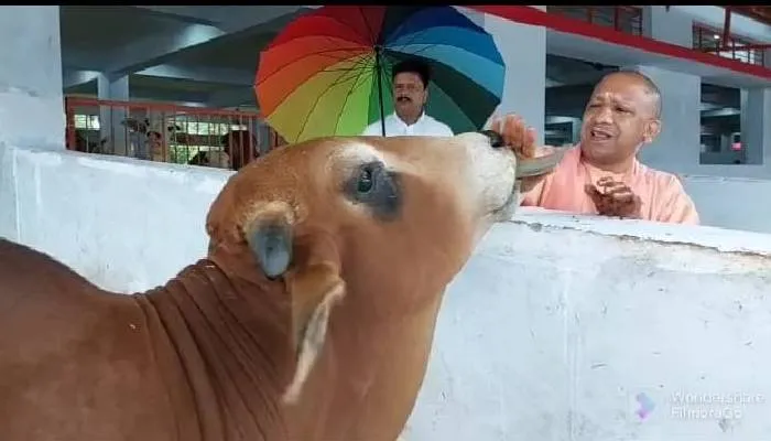 गोरखपुर: गोरखनाथ मंदिर छोड़ने से पहले गोवंशों को दुलारना नहीं भूले सीएम योगी