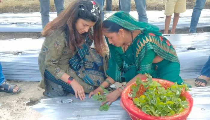 इटावा: मुख्य विकास अधिकारी ने स्ट्रॉबेरी के पौधे लगाकर महिला किसानों को किया प्रोत्साहित