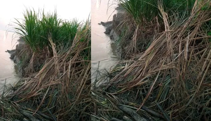 अयोध्या: सरयू की कटान में आई तेजी से 70 बीघा फसलें नदी में समाई