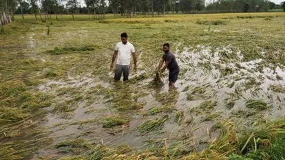 रुद्रपुर: तीन दिन की बारिश से 40 फीसदी धान की फसल हुई बर्बाद, किसानों को सताने लगी चिंता