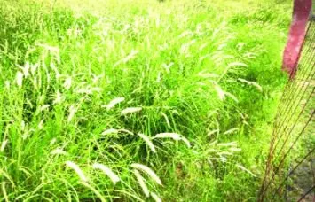 हल्द्वानी: तराई के जंगलों से नहीं काटी जाएगी गजराज की पसंदीदा ‘रोहिणी’