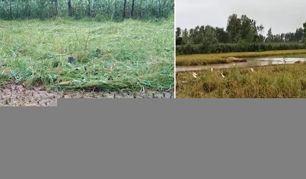 मुरादाबाद : आफत बनी बारिश, फसलों को भारी नुकसान…अन्नदाता के माथे पर चिंता की लकीरें