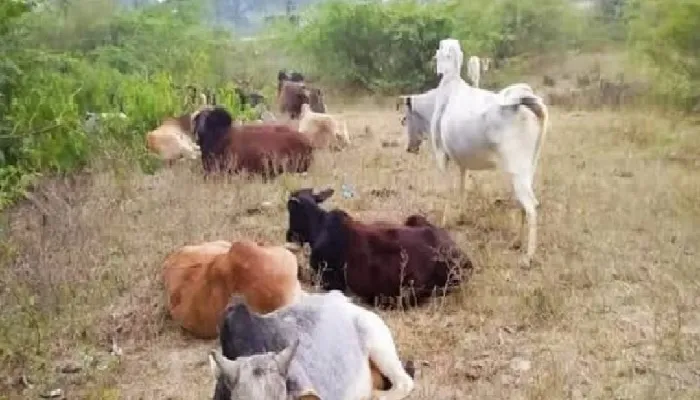 दुश्वारियां : अन्नदाताओं की फसल नष्टकर रहे आवारा पशु