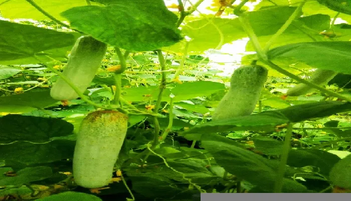 पांच साल के शोध में मिली कामयाबी : सीएसए ने विकसित की खीरे की नई प्रजाति