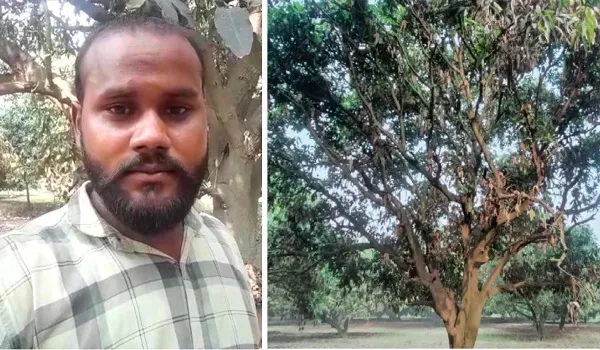 अमरोहा : गलत दवा के प्रयोग से सूखा 30 बीघा आम का बाग, किसान ने दी आत्मदाह की धमकी
