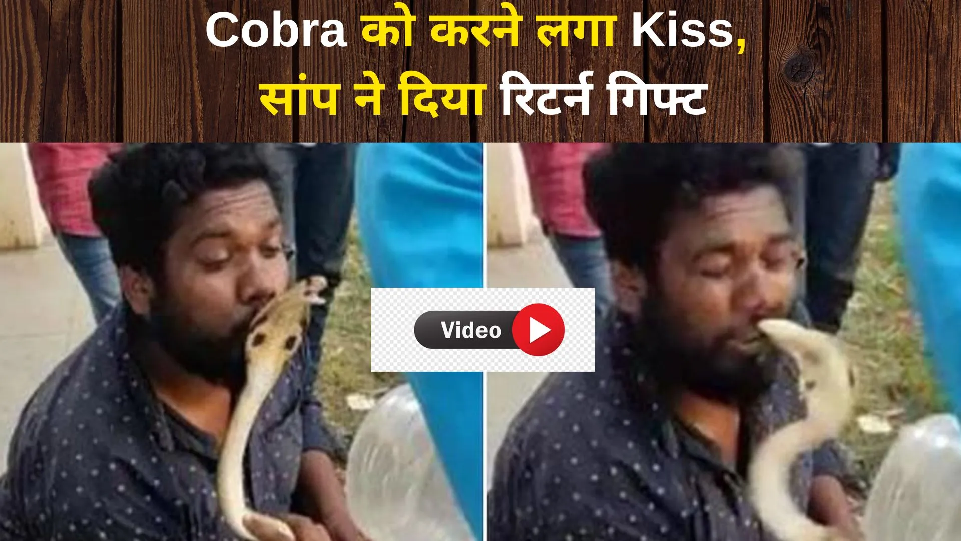 टशनबाजी वाला जहरीला चुम्मा! Cobra को करने लगा Kiss, सांप ने दिया रिटर्न गिफ्ट, देखें Video
