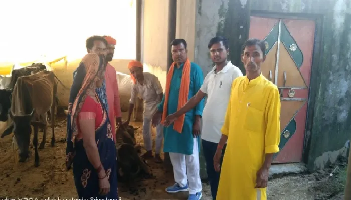 खस्ताहाल : इलाज के अभाव में दम तोड़ रहे गोवंश