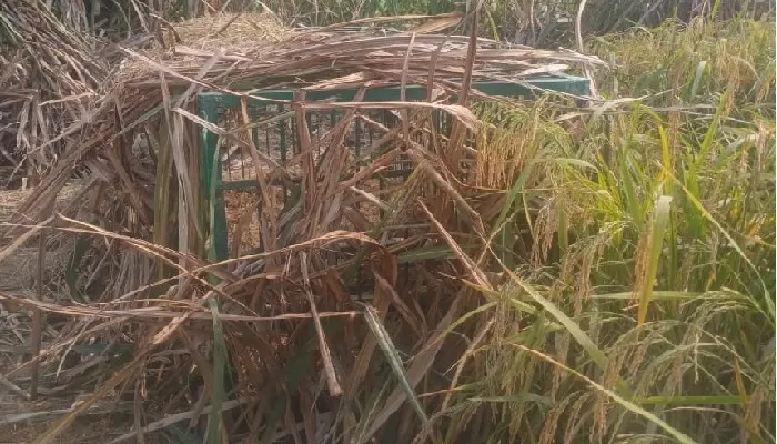 तेंदुए की दशहत : खेत में वनविभाग की टीम ने लगाया पिंजड़ा