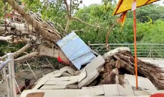 नेताजी और पीपल के पेड़ का कनेक्शन : अंतिम संस्कार से पहले पीपल ने भी छोड़ी धरती